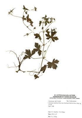 牻牛兒苗藏品圖，第2張