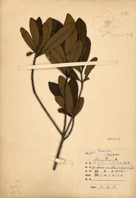 Gordonia axillaris Collection Image, Figure 2, Total 2 Figures