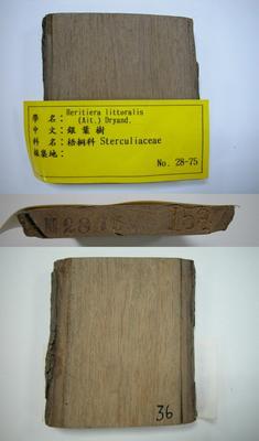 銀葉樹藏品圖，第1張