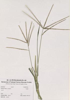 牛筋草藏品圖，第2張