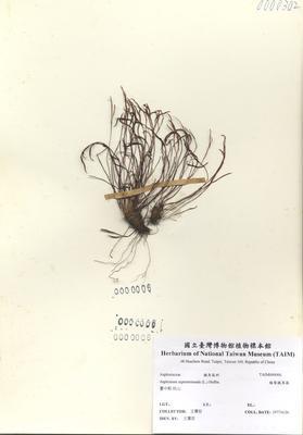 Accession Number:TAIMH000006 Collection Image, Figure 2, Total 3 Figures