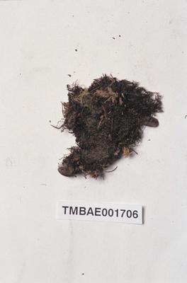 Cladopodiella fluitans Collection Image, Figure 1, Total 4 Figures