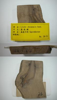 荔枝樹藏品圖，第1張