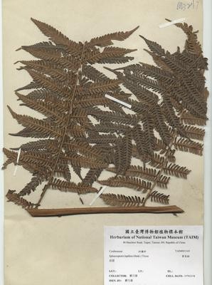 筆筒樹-國立臺灣博物館典藏查詢資訊系統-藏品資料-TAIMH001169
