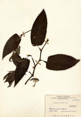 火炭母草藏品圖，第2張