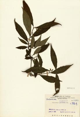 大葉紫珠(巒大紫珠)藏品圖，第3張