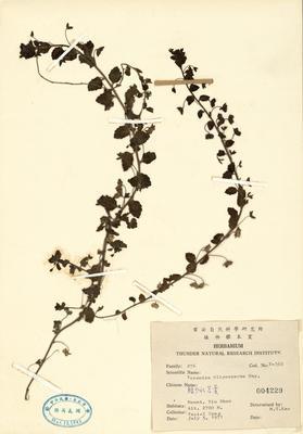 貧子水苦藚藏品圖，第2張