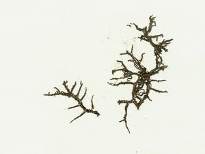 網狀球枝藻藏品圖，第3張