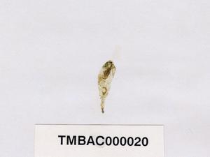 Accession Number:TAIMA000020 Collection Image, Figure 3, Total 3 Figures
