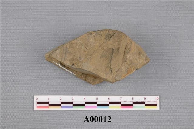 樹葉化石藏品圖，第4張