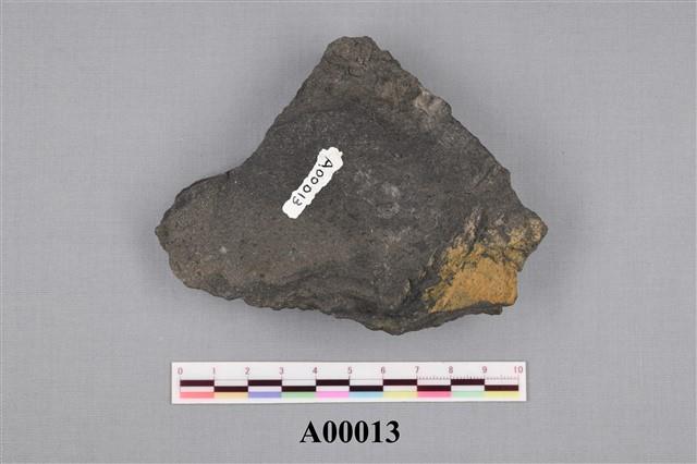 樹葉化石藏品圖，第4張