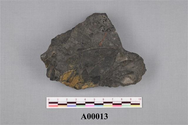 樹葉化石藏品圖，第1張