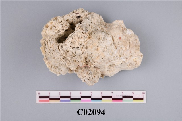 Accession Number:C02094 Collection Image, Figure 4, Total 4 Figures