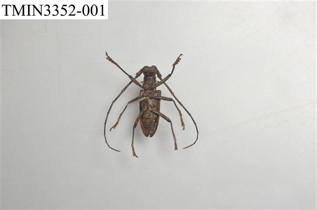 Accession Number:TMIN3352-001 Collection Image, Figure 3, Total 5 Figures