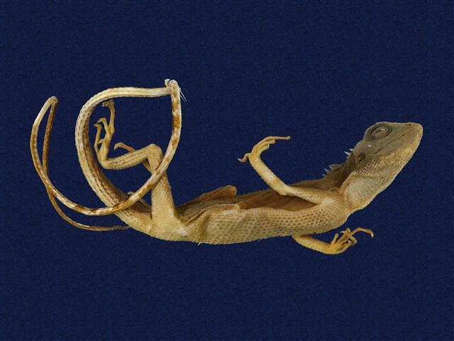 飛蜥類藏品圖，第5張