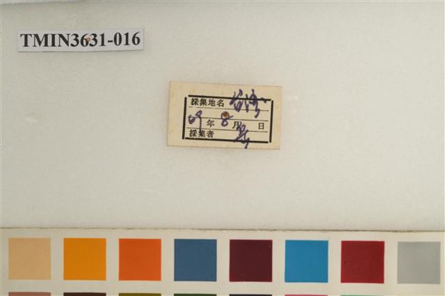 草蟬藏品圖，第4張
