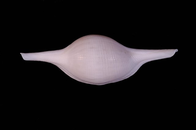 菱角螺藏品圖，第1張