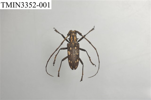Accession Number:TMIN3352-001 Collection Image, Figure 2, Total 5 Figures