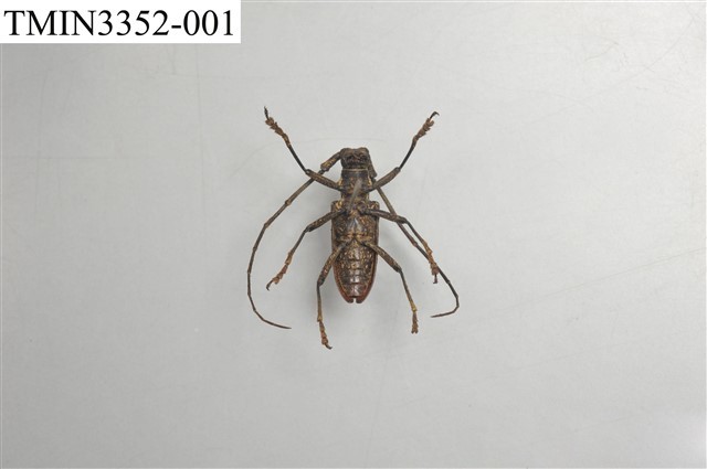 Accession Number:TMIN3352-001 Collection Image, Figure 4, Total 5 Figures