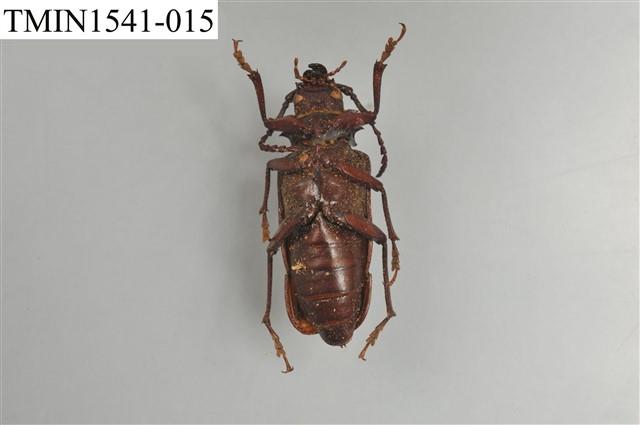 天牛科藏品圖，第3張