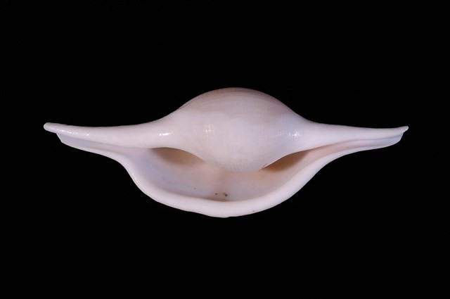 菱角螺藏品圖，第4張