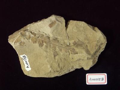 植物化石藏品圖，第2張