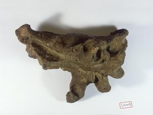 老虎顱骨化石藏品圖，第2張