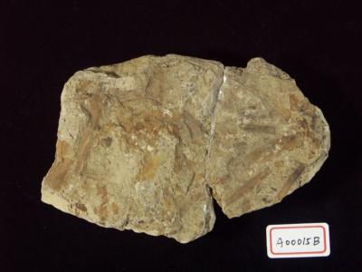 植物化石藏品圖，第3張