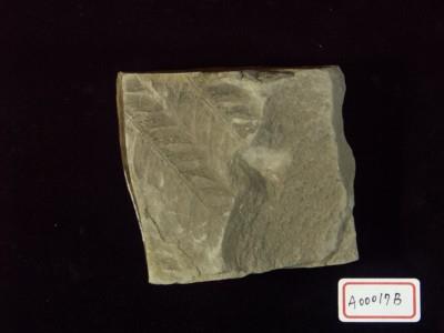 植物化石(世界爺屬)藏品圖，第3張
