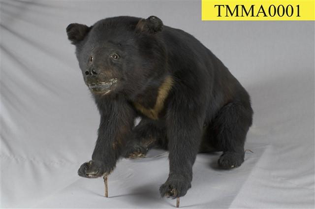 Formosan Black Bear Collection Image, Figure 12, Total 13 Figures