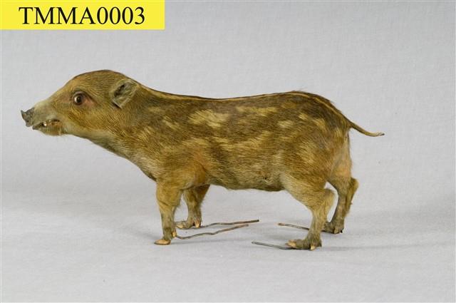 Formosan Wild Boar Collection Image, Figure 11, Total 19 Figures