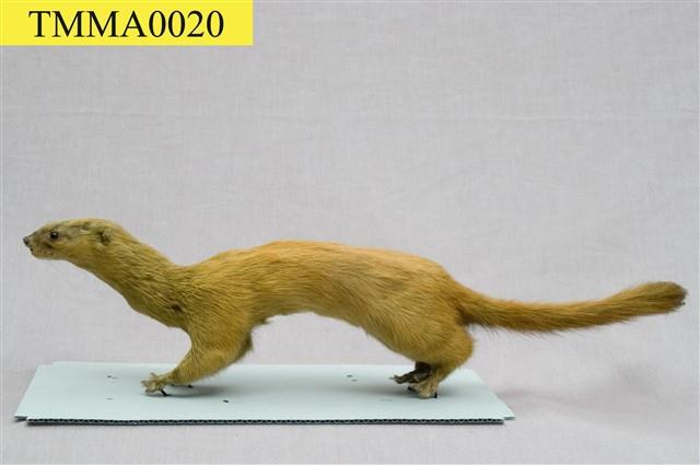 Golden Weasal Collection Image, Figure 9, Total 11 Figures