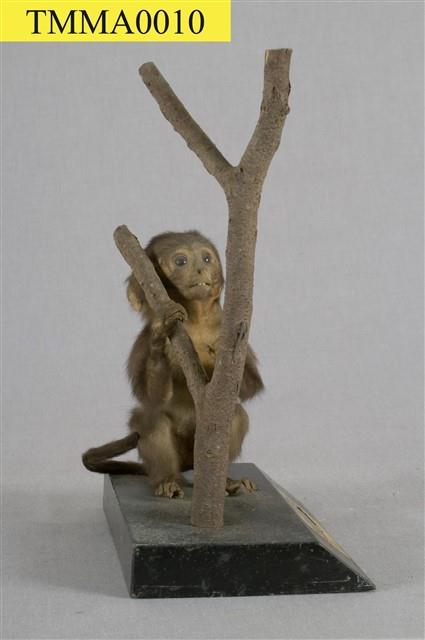 Formosan Rock-monkey Collection Image, Figure 9, Total 15 Figures