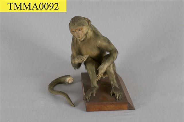臺灣獼猴藏品圖，第12張