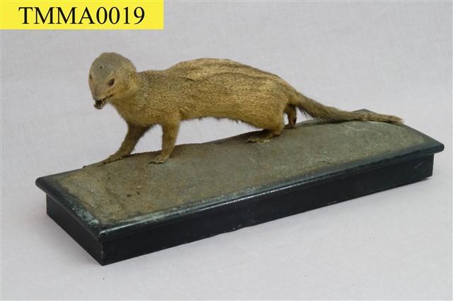 Crab-eating Mongoose Collection Image, Figure 9, Total 13 Figures