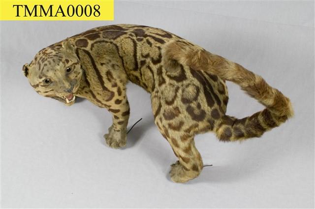 Formosan Clouded Leopard Collection Image, Figure 12, Total 29 Figures