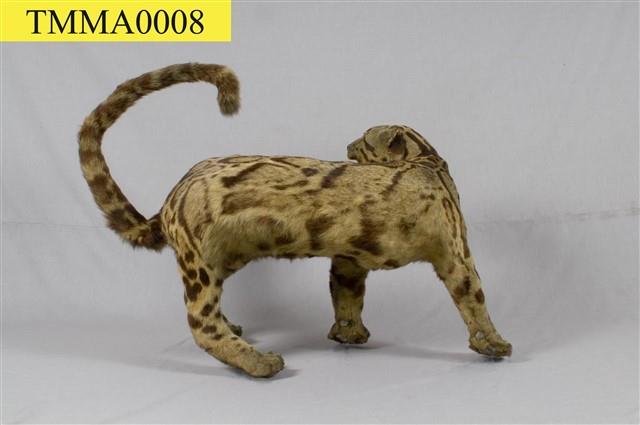 Formosan Clouded Leopard Collection Image, Figure 26, Total 29 Figures