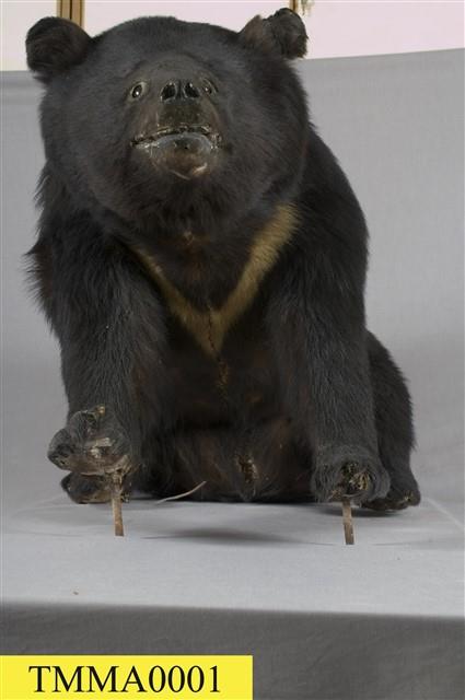 Formosan Black Bear Collection Image, Figure 13, Total 13 Figures
