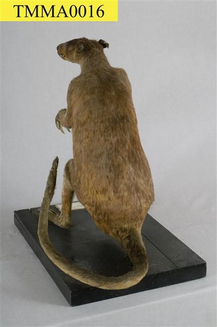 Eastern Grey Kangaroo Collection Image, Figure 11, Total 11 Figures