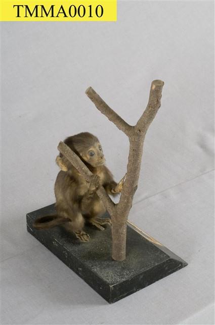 Formosan Rock-monkey Collection Image, Figure 10, Total 15 Figures