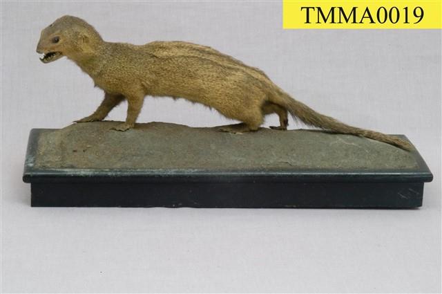 Crab-eating Mongoose Collection Image, Figure 10, Total 13 Figures