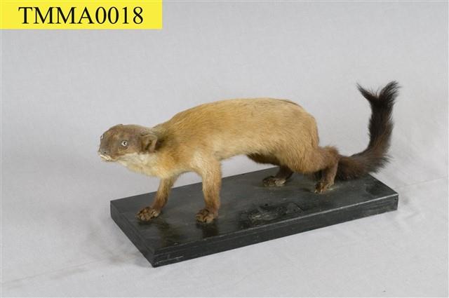 Formosan Yellow-throated Marten Collection Image, Figure 11, Total 12 Figures