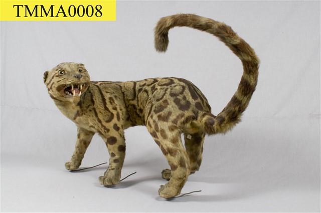 Formosan Clouded Leopard Collection Image, Figure 23, Total 29 Figures
