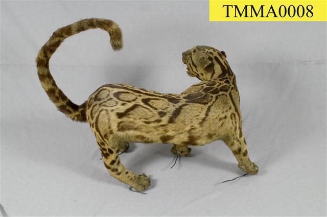 Formosan Clouded Leopard Collection Image, Figure 28, Total 29 Figures