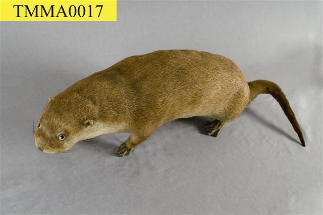 Chinese River Otter Collection Image, Figure 7, Total 11 Figures