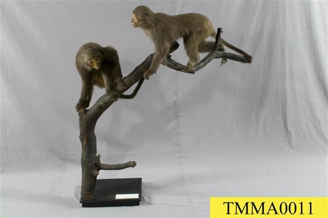 Formosan Rock-monkey Collection Image, Figure 8, Total 10 Figures