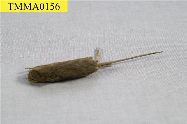 家鼷鼠藏品圖，第6張