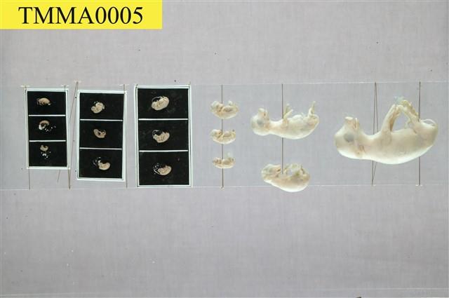 Domestic Pig Collection Image, Figure 1, Total 7 Figures