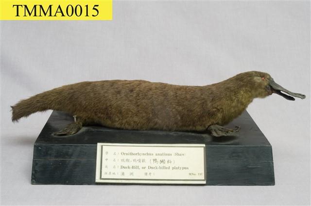 Duck-billed Platypus Collection Image, Figure 5, Total 7 Figures