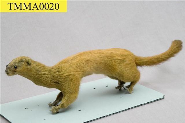 Golden Weasal Collection Image, Figure 5, Total 11 Figures